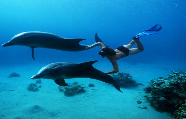 Excursie de snorkeling la Dolphin House, din Hurghada