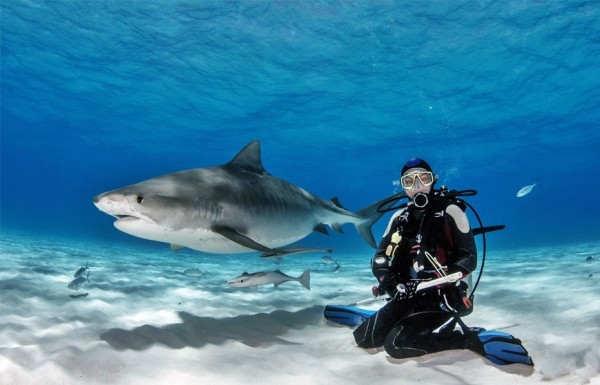 Scufundare cu rechini la Hurghada Grand Aquarium